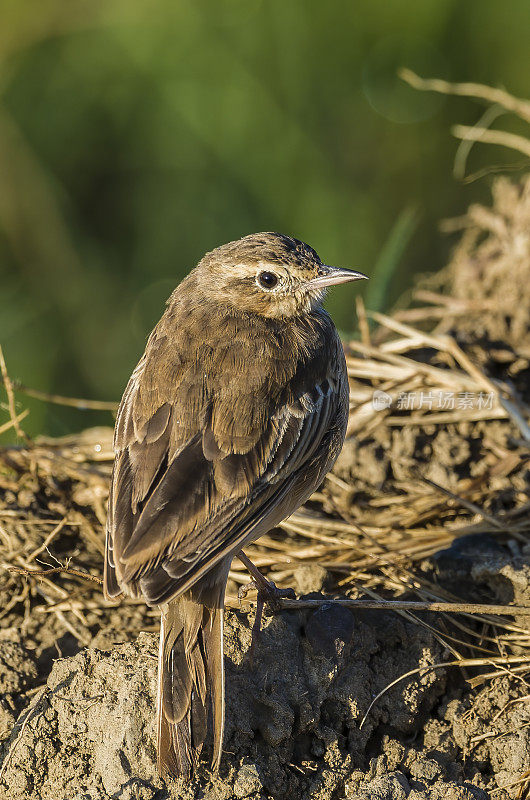 Plain-backed Pipit或Plain Pipit (Anthus leucophrys)是一种中等体型的雀形目鸟类，是撒哈拉沙漠以南非洲的一种常驻繁殖者。纳库鲁湖国家公园，肯尼亚。